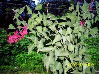 Tenawa-machin - Manipur Medicinal Plants