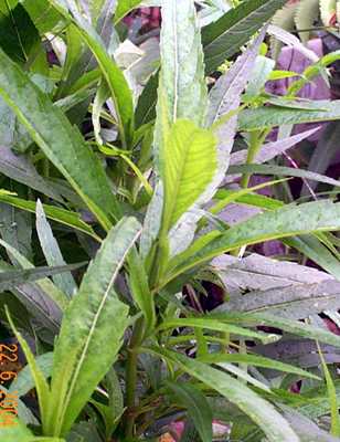 Langthrei - Manipur Medicinal Plants