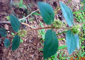 Pakhangba leiton - Manipur Medicinal Plants