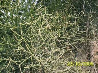 Cheitek lei - Manipur Medicinal Plants