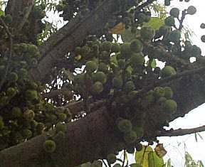 Ashi heibong - Manipur Medicinal Plants