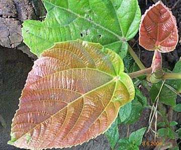 Heibamana/Heibam - Manipur Medicinal Plants