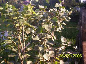 Sanakhongnang - Manipur Medicinal Plants