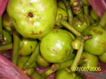 Heibung - Manipur Medicinal Plants