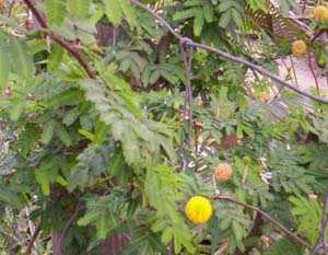 Chigonglei namthibi - Manipur Medicinal Plants