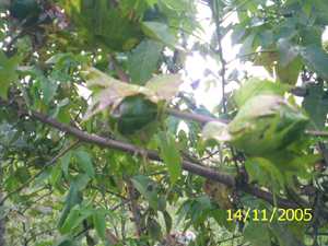 Lashing pambi - Manipur Medicinal Plants