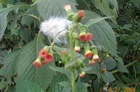 Terapaibi - Manipur Medicinal Plants