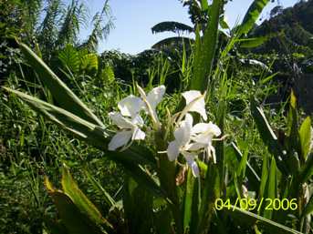 Takhelei angouba - Manipur Medicinal Plants