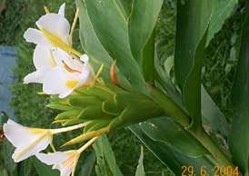 Takhellei hangampal - Manipur Medicinal Plants