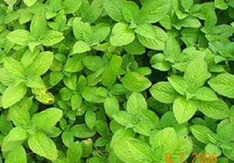 Langban koukha - Manipur Medicinal Plants