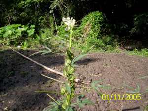 Sougri - Manipur Medicinal Plants