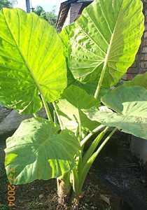 Hong-ngoo - Manipur Medicinal Plants