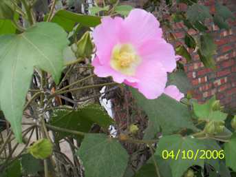 Sthal kamal/ Leiol lei - Manipur Medicinal Plants