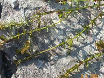 Charang - Manipur Medicinal Plants