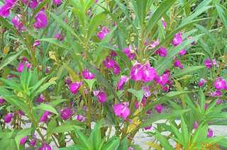 Khujang - Manipur Medicinal Plants