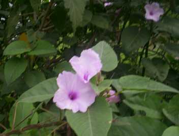 Sambal-pambi/ Lamkhop lei - Manipur Medicinal Plants