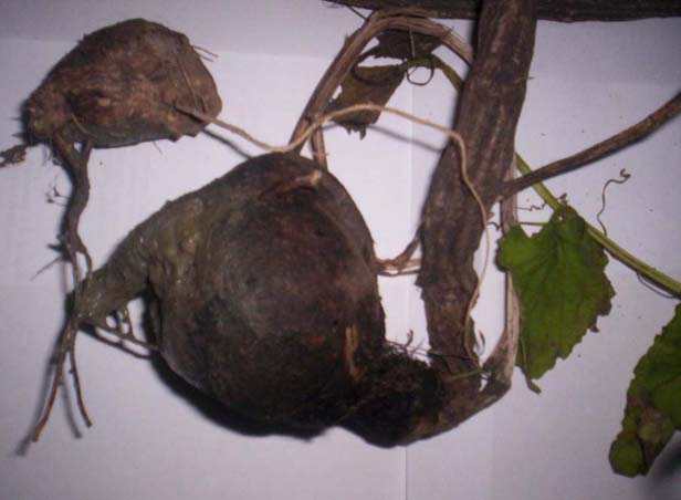 Koubru yai - Manipur Medicinal Plants