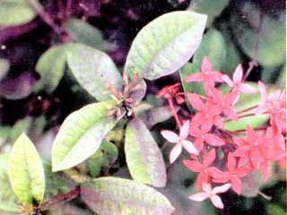 Hameibon - Manipur Medicinal Plants