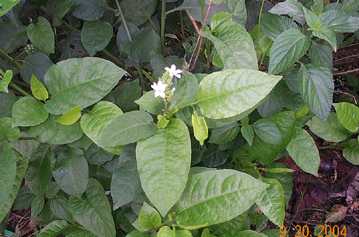 Jati kooppi - Manipur Medicinal Plants