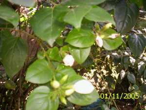 Kundo - Manipur Medicinal Plants