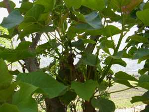 Awa kege - Manipur Medicinal Plants