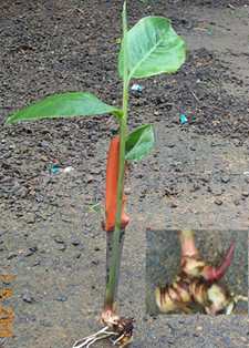 Kanghu - Manipur Medicinal Plants