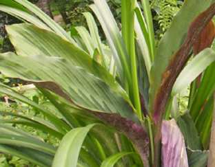 Leibak lei - Manipur Medicinal Plants