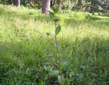 Meitei lembum - Manipur Medicinal Plants