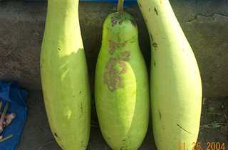 Khongdrum - Manipur Medicinal Plants