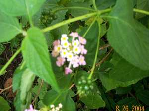 Nongban-lei - Manipur Medicinal Plants