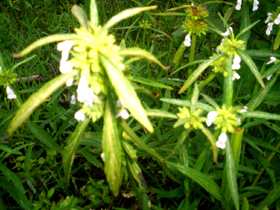 Mayang lembum - Manipur Medicinal Plants