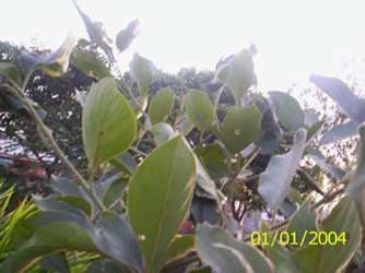 Thang hidak - Manipur Medicinal Plants