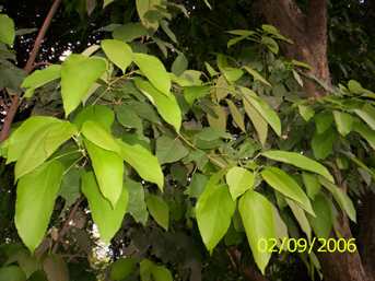 Ureirom laba - Manipur Medicinal Plants