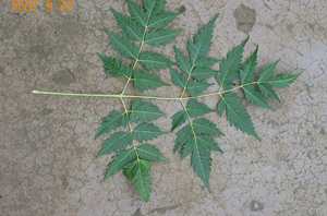 Seijrak - Manipur Medicinal Plants