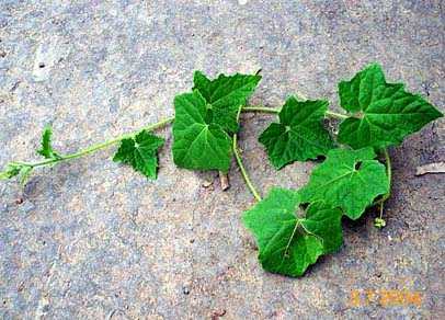 Lamthabi/Pabasari - Manipur Medicinal Plants