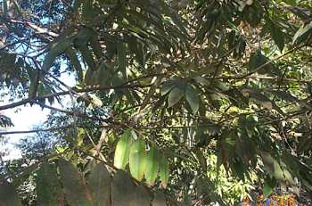 Nageshwor - Manipur Medicinal Plants