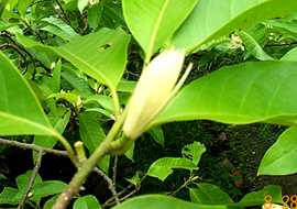 Leihao - Manipur Medicinal Plants