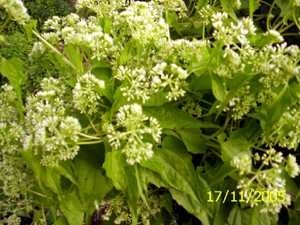 Uri hingchabi - Manipur Medicinal Plants