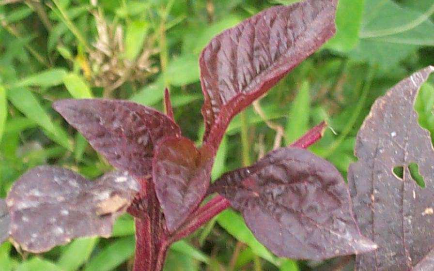 Chengkruk angangba Manipur Medicinal Plants