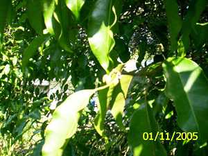 Bokul - Manipur Medicinal Plants