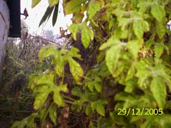 Lam karot akhabi - Manipur Medicinal Plants