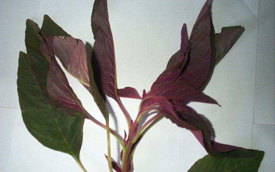 Chengkruk angangba - Manipur Medicinal Plants