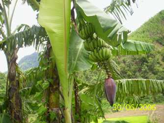 Laphu - Manipur Medicinal Plants