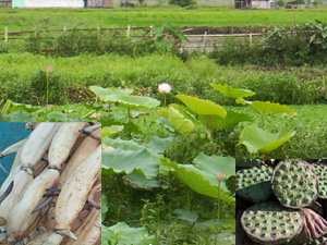 Thambal - Manipur Medicinal Plants