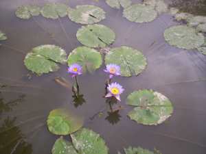 Thariktha - Manipur Medicinal Plants