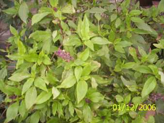 Naosek lei Manipur Medicinal Plants