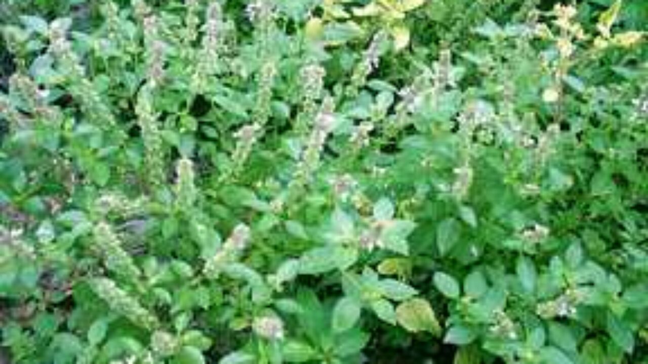 Mayangton Mayangba Manipur Medicinal Plants