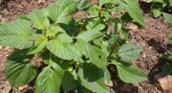 Mayangton Mayangba Manipur Medicinal Plants