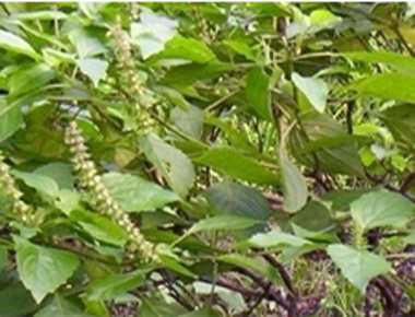 Ram tulsi - Manipur Medicinal Plants