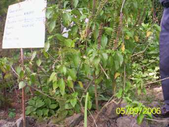 Ocimum Archives Manipur Medicinal Plants